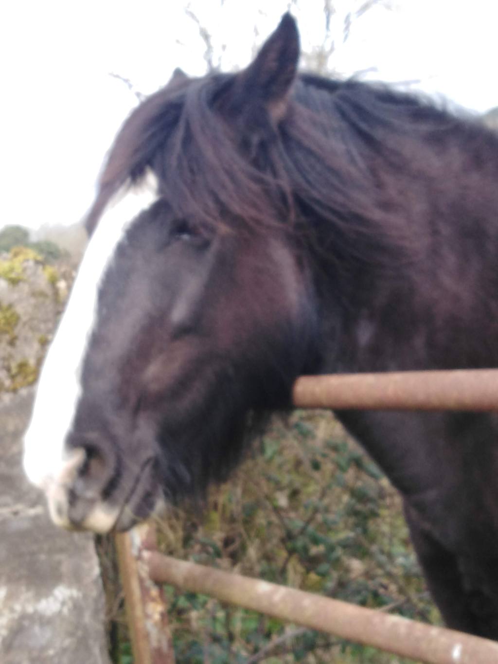 Forest Bathing or A&nbsp;Walk